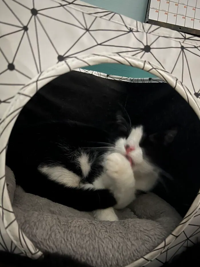 This Is My Cat