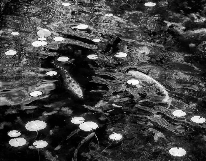 Polka-Dot-Pond By Beamie Young