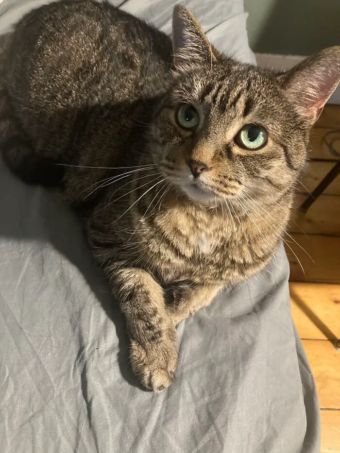 Kitty