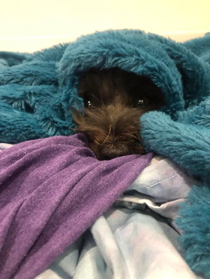 Luna Hiding Under A Blanket That Isn’t Hers