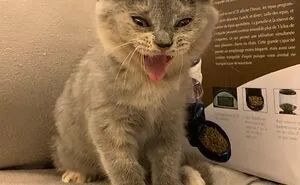 Hey Pandas, Post A Funny Picture Of Your Pet (Closed)