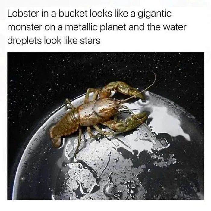 Things-That-Look-Alike