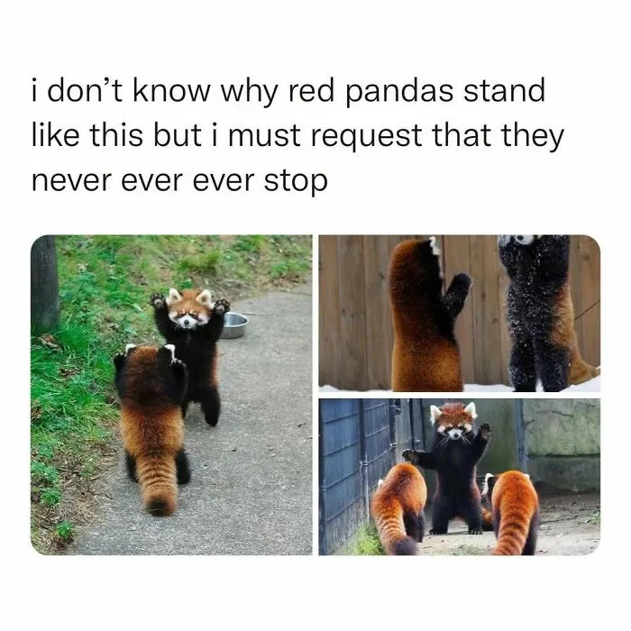 50 Memezar Memes That Are Hilariously Relatable