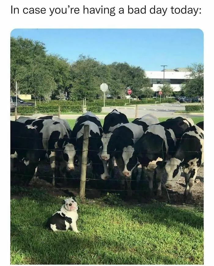 Funny-Memes-Memezar