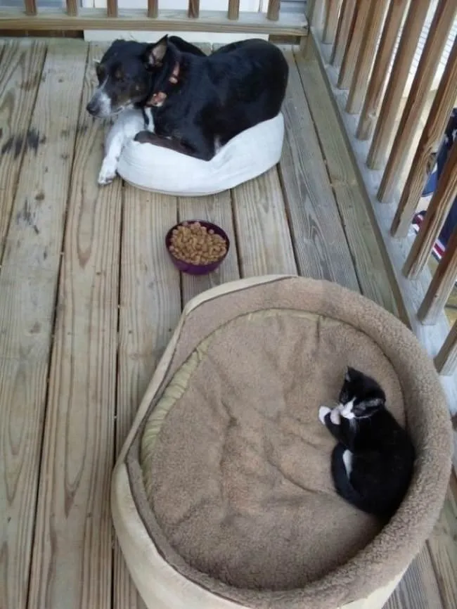 30 Pictures That Prove Cats Are Master Thieves