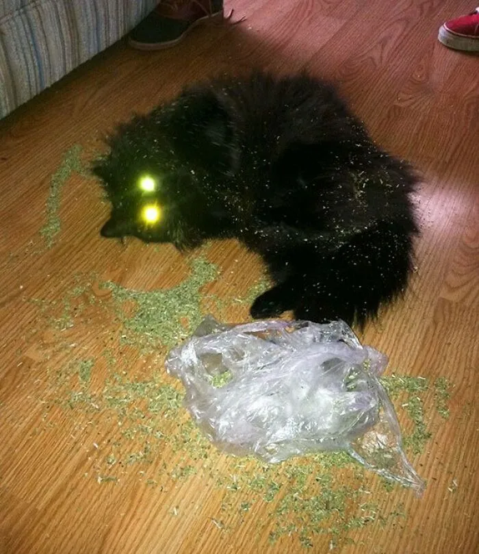 Look Who Found The Catnip While I Was Out