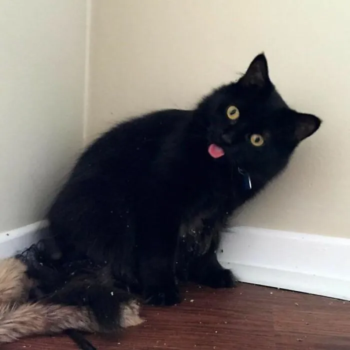 Meet Bynx: She Can’t Handle Her Catnip