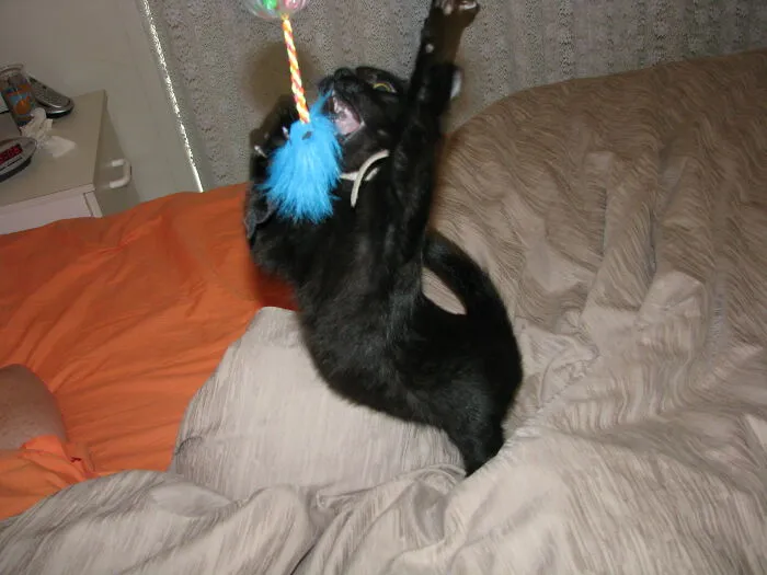Kitten Idol - Season 1