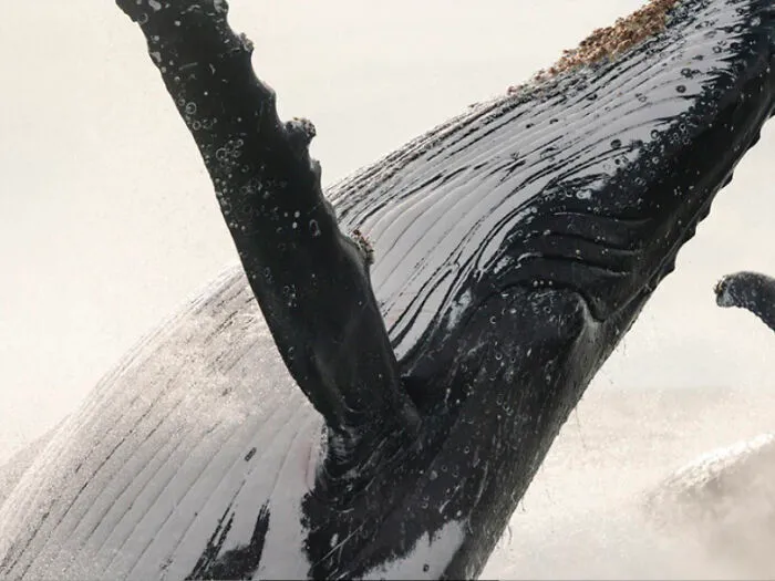 Detailed Breach