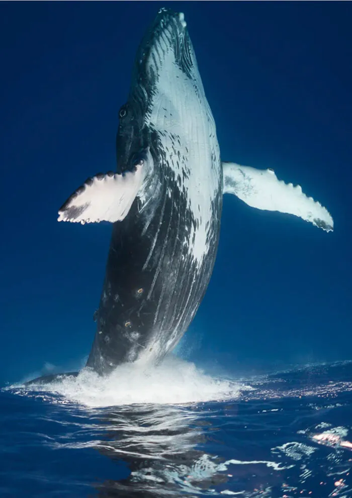 Inverted