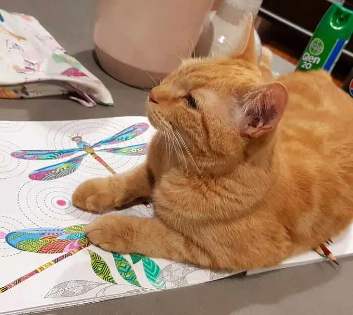 After I Stopped Him From Chewing On Pencils, He Decided He’d Had Enough Of It And Laid Down On Top Of My Book And Pencils