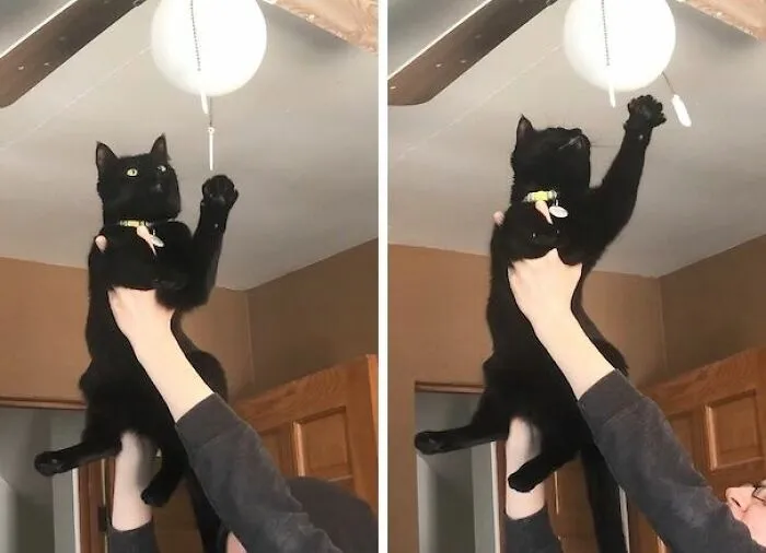 When The Queen Demands To Play With The Ceiling Dangles, She Gets To Play With The Ceiling Dangles