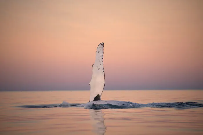 I Captured 5 Epic Humpback Whale Moments During This Season's Migration