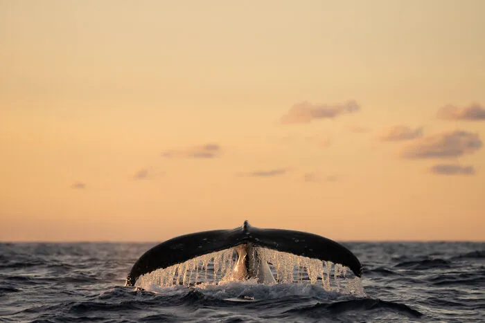 I Captured 5 Epic Humpback Whale Moments During This Season's Migration