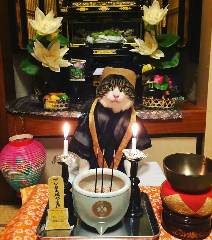 Cosplaying Cat Chef Dines With His Mom Every Night In Different Outfit (30 Pics)