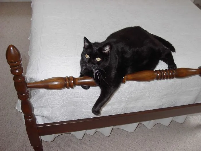 Fletcher Spends Hours And Hours With One Arm Flung Over Whatever Is Handy