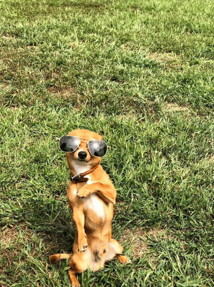 I Borrow The Sunglasses Of My Dad And Wear Them For A While. Do I Look Cool?