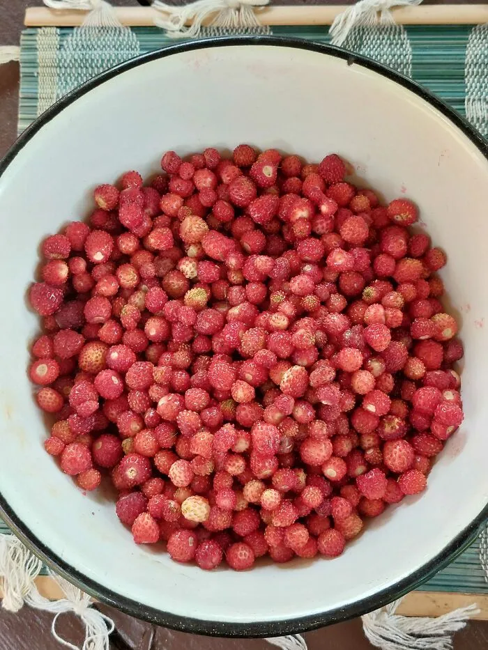 Wild Strawberries