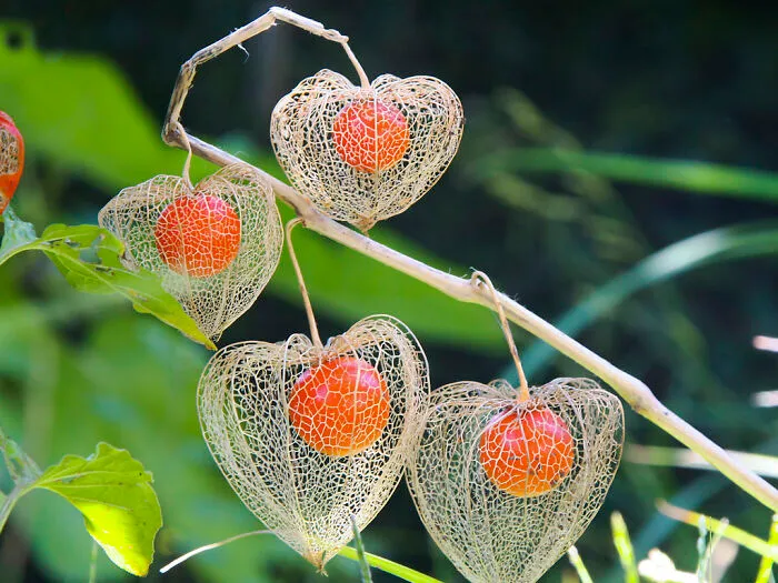 Chinese Lantern Plant