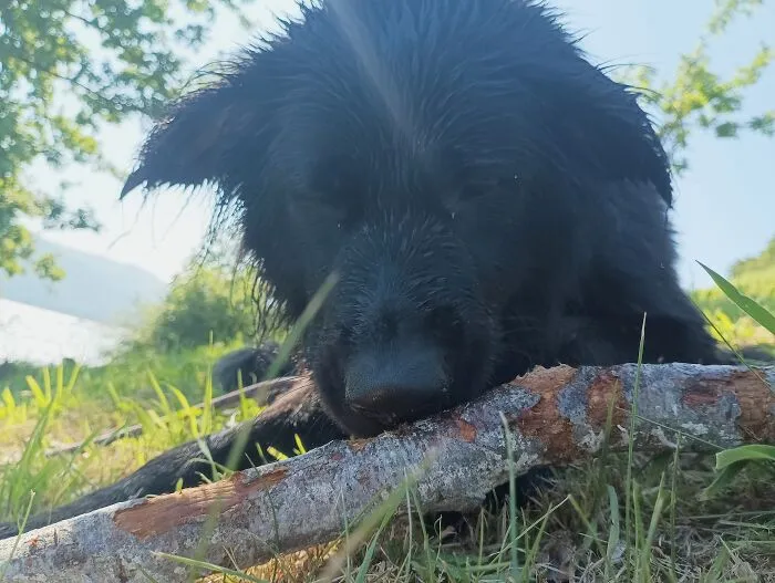 My Pupper  Enjoying A Stick While Basking In The Sunlight