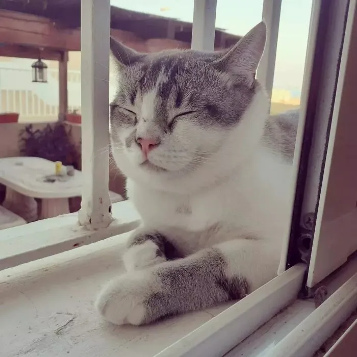 This Is Pierre. Came Meowing At 10:30 Pm Near Our Home