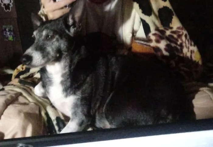 My Mom Found This Nut Job On The Street As A Puppy 9 Years Ago