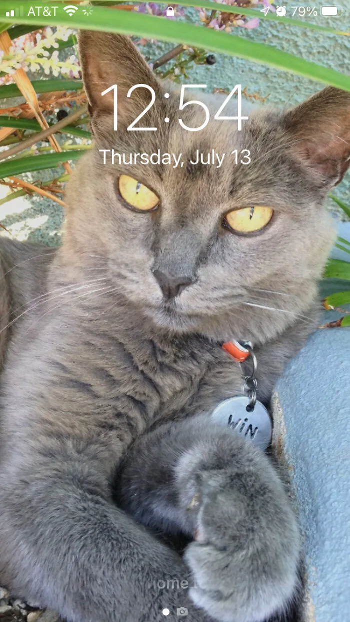 Wintressia, 1998-2018. My Best Friend For 20 Years. I Still Miss You Every Single Day, Grayfur