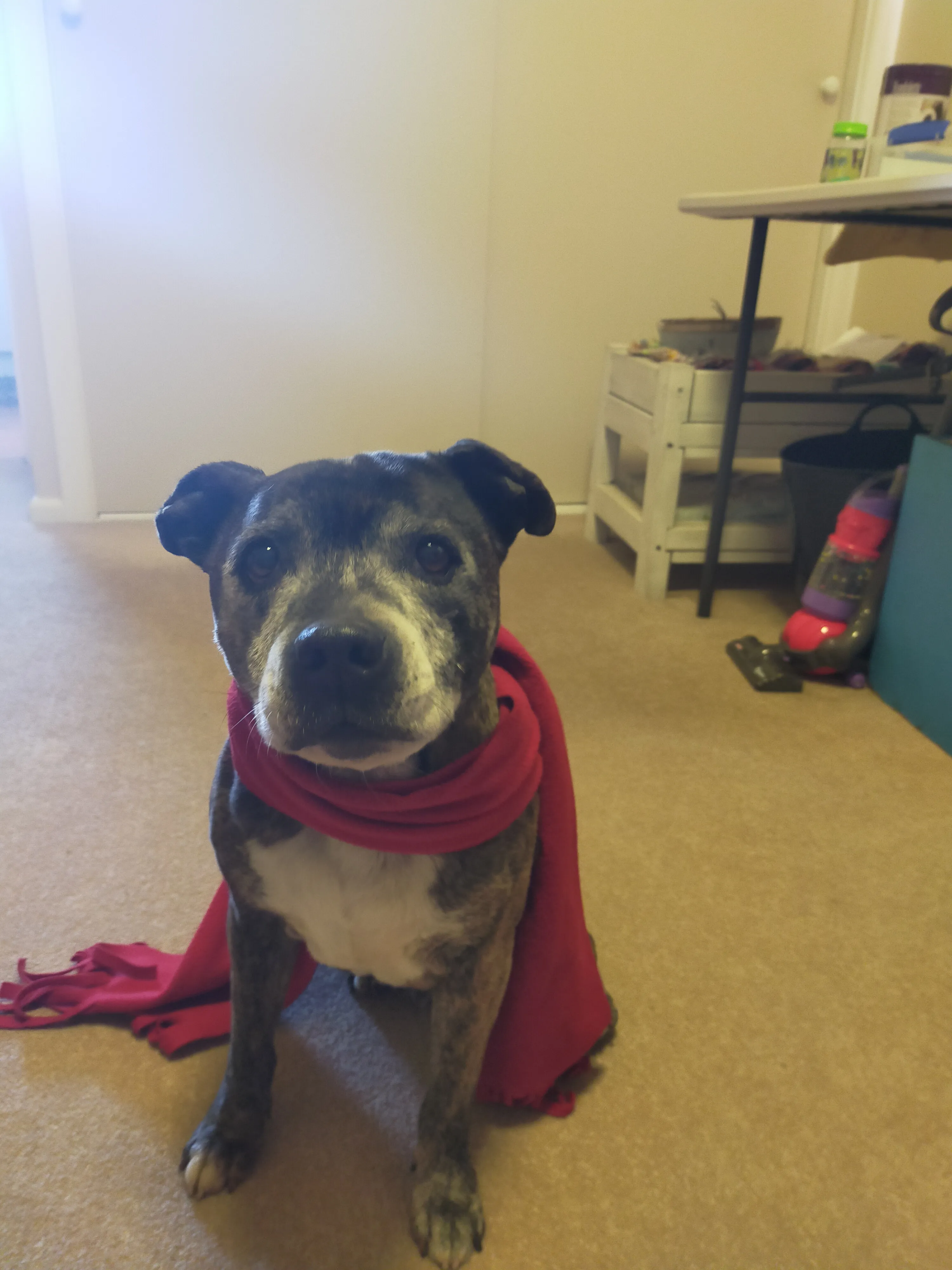 Sharing Dog Pictures
