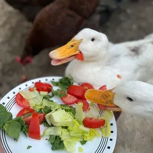 The duck says QUACK!!