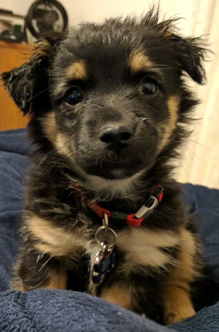 Hi... I'm Finnegan. I'm Cute Just Standing