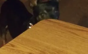 Hey Pandas, Post A Funny Picture Of Your Pet (Closed)