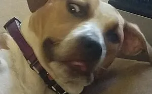 Hey Pandas, Share A Picture Of Your Pet Doing Something Weird (Closed)