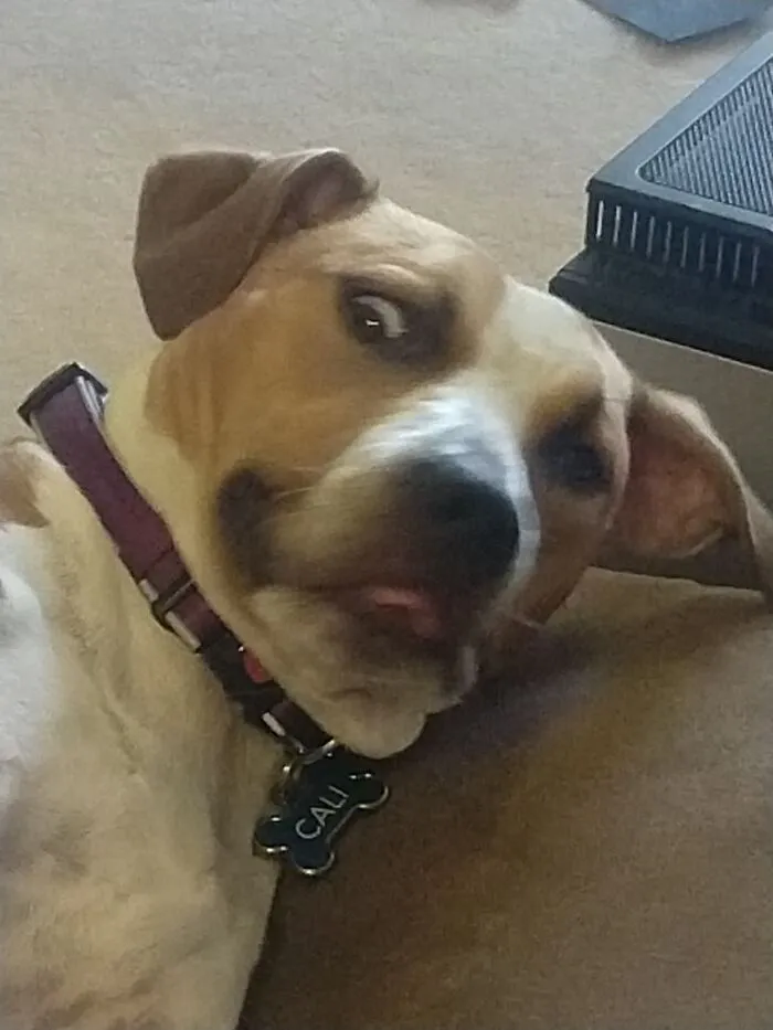 This Is My Favorite Picture Of My Dog. Please Behold Her Splendor ✨