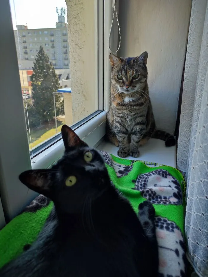 Found Unwanted (Returned From Previous Adoptions No Less)