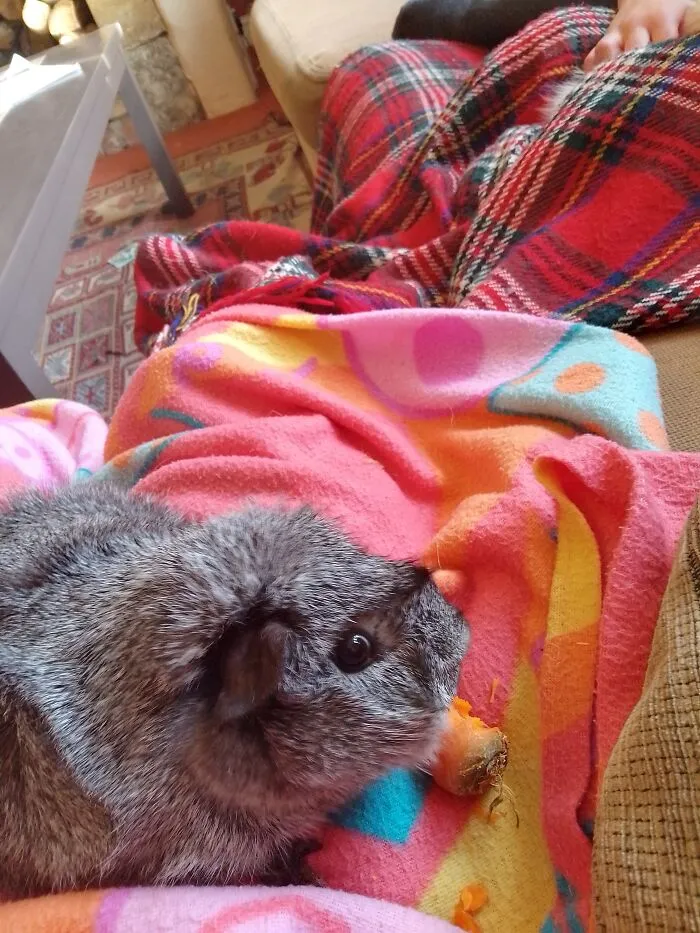 Give Me Carrot!!!!!