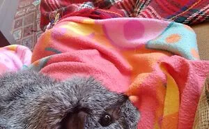 Hey Pandas, Share A Picture Of Your Pet Doing Something Weird (Closed)