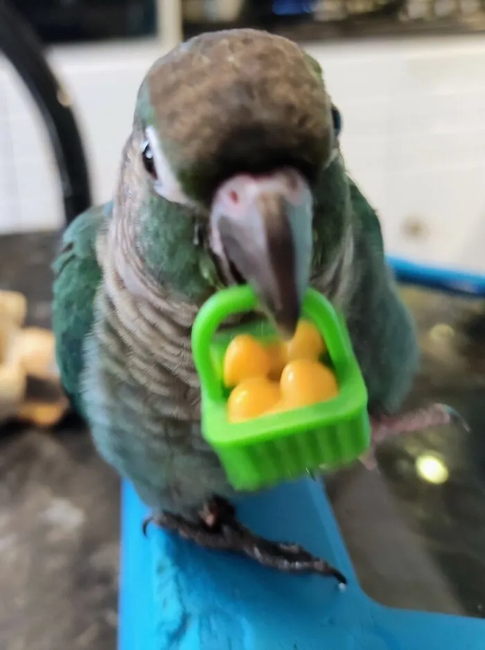 Floof With A Basket