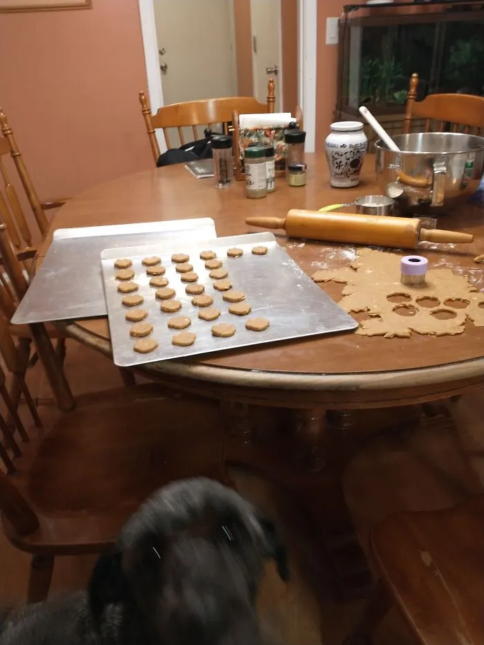 My Dog Waiting For Her Dog Treats To Be Done :)