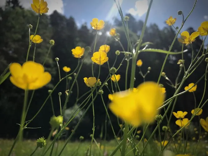 Field Of Yellow