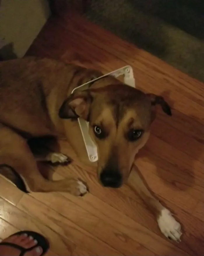 My Tripawd Duke Got The Cat Door Stuck Around His Neck. Lol