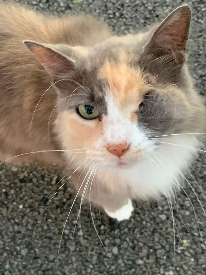 Little Lady Needed Vet Visit After Visit For A Good Month Or So (Unrelated, Just Did Dumb Stuff)