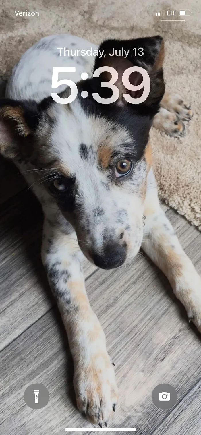 Perfect Puppy Pose