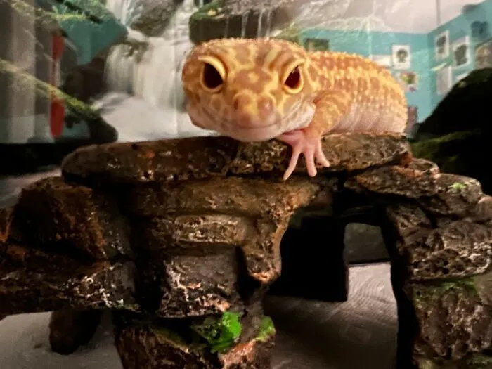 This Is Noodles
