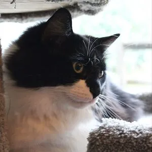 Tux Cat Momma