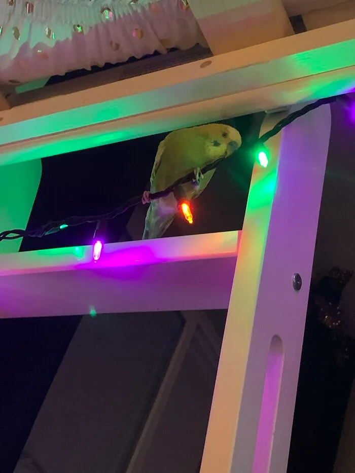 Kiwi Likes To Chill On Lights