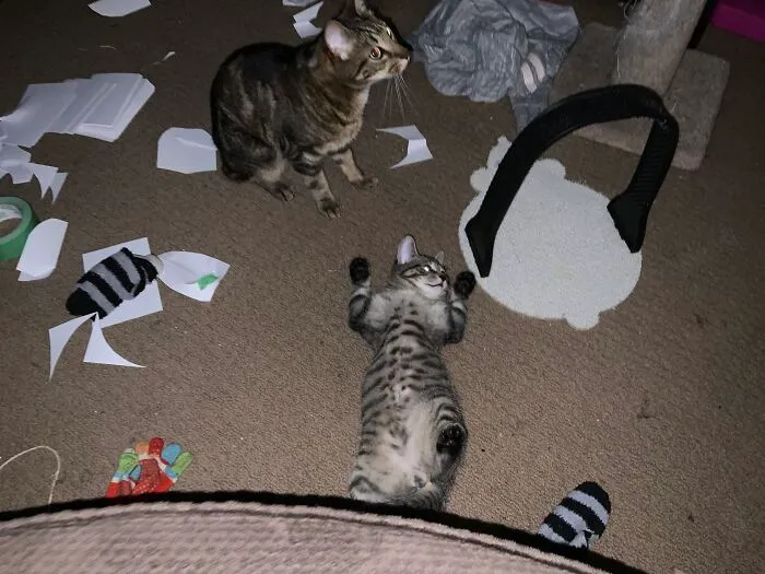 Sorry About The Mess But Here Is Da Children (Samsquatch And Bean)
