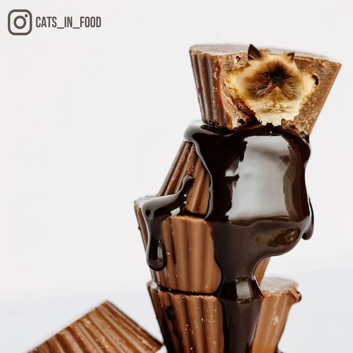 80 Weirdly Delicious Images Of Cats Photoshopped Into Food By This Artist (New Pics)