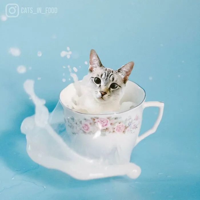 80 Weirdly Delicious Images Of Cats Photoshopped Into Food By This Artist (New Pics)