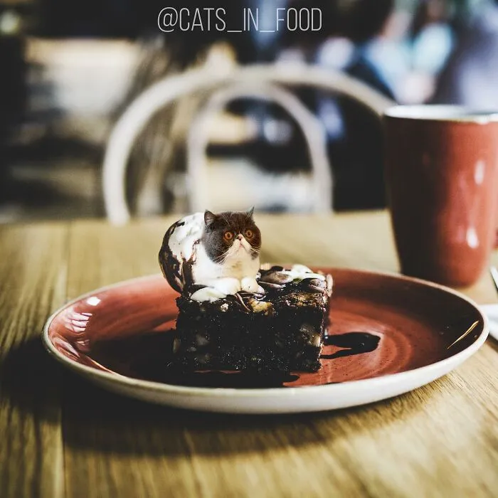 80 Weirdly Delicious Images Of Cats Photoshopped Into Food By This Artist (New Pics)