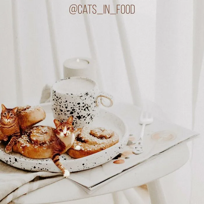 80 Weirdly Delicious Images Of Cats Photoshopped Into Food By This Artist (New Pics)